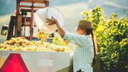 Bio, biodynamie, nature : comment faire la différence au rayon vin ? Bio, biodynamie, nature : comment faire la différence au rayon vin ?