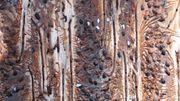 Les scolytes font des trous et creusent des galeries sous l'écorce. L'arbre dépérit. Les scolytes font des trous et creusent des galeries sous l'écorce. L'arbre dépérit.