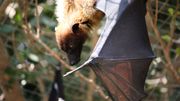 Les chauves-souris vampires se confinent spontanément en cas de maladie Les chauves-souris vampires se confinent spontanément en cas de maladie