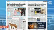 Le bouledogue français de plus en plus prisé Le bouledogue français de plus en plus prisé