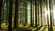 Plongée au cœur de la forêt, si belle dans sa parure automnale Plongée au cœur de la forêt, si belle dans sa parure automnale