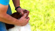 Décrypter les comportements étranges de nos chiens et chats Décrypter les comportements étranges de nos chiens et chats
