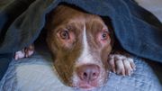 Phobie des tempêtes chez les chiens et les chats : comment les aider à gérer leur stress ? Phobie des tempêtes chez les chiens et les chats : comment les aider à gérer leur stress ?