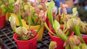 Plante d'intérieur du mois: les plantes carnivores Plante d'intérieur du mois: les plantes carnivores