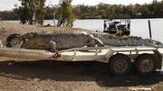 Chasse à l'homme en Australie après la mort d'un crocodile de 5 mètres de long Chasse à l'homme en Australie après la mort d'un crocodile de 5 mètres de long