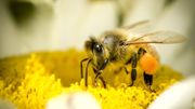Sauver les abeilles Sauver les abeilles