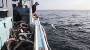 La Colombie interdira tout type de pêche au requin La Colombie interdira tout type de pêche au requin