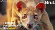 Le fossa, un super prédateur peu connu et menacé Le fossa, un super prédateur peu connu et menacé