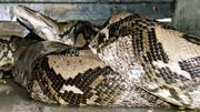 Le corps d'une femme découvert intact dans le ventre d'un python géant Le corps d'une femme découvert intact dans le ventre d'un python géant