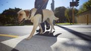 Les chiens peuvent apprendre à détecter les crises de diabète Les chiens peuvent apprendre à détecter les crises de diabète