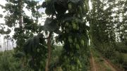 Le houblon est prêt à être récolté Le houblon est prêt à être récolté