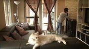 Des pellets de chauffage comme litière pour chat, un vrai bon plan? Des pellets de chauffage comme litière pour chat, un vrai bon plan?