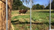 Le mouton de Soay demande très peu d’entretien et broute quasiment tout. Le mouton de Soay demande très peu d’entretien et broute quasiment tout.