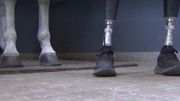 Sans jambes, Emeline se remet en selle et rêve d'un raid en Jordanie Sans jambes, Emeline se remet en selle et rêve d'un raid en Jordanie