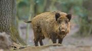 Peste porcine africaine: 104 cas positifs, les mesures sont prolongées jusque mi-novembre Peste porcine africaine: 104 cas positifs, les mesures sont prolongées jusque mi-novembre