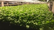 L'aéroponie: les plantes poussent sur un tissu perméable L'aéroponie: les plantes poussent sur un tissu perméable