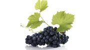 Bunch of grapes Bunch of grapes