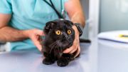 Adopter un chat hypoallergenique, bientôt possible grace à la génétique Adopter un chat hypoallergenique, bientôt possible grace à la génétique