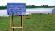 Les Saveurs de chez Nous : Légumes Band Les Saveurs de chez Nous : Légumes Band