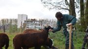 Belgodyssée : le quatrième duo vous fait découvrir les élevages urbains de moutons Belgodyssée : le quatrième duo vous fait découvrir les élevages urbains de moutons
