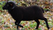 La flemme de sortir la tondeuse...Et si les moutons s'en chargeaient? La flemme de sortir la tondeuse...Et si les moutons s'en chargeaient?