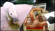 Oubliez Paul le poulpe, voici Nika l'ours polaire ! Oubliez Paul le poulpe, voici Nika l'ours polaire !