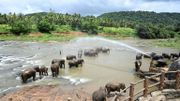 Un gardien arrose les éléphants d'eau lors de leur bain quotidien dans la rivière au sanctuaire d'éléphants de Pinnawala, le 11 août 2020. Un gardien arrose les éléphants d'eau lors de leur bain quotidien dans la rivière au sanctuaire d'éléphants de Pinnawala, le 11 août 2020.