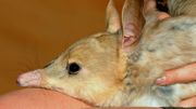 Une espèce de marsupial en voie d'extinction, relâchée en Australie pour la première fois depuis 1912 Une espèce de marsupial en voie d'extinction, relâchée en Australie pour la première fois depuis 1912
