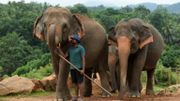Un gardien s'occupe d'un groupe d'éléphants au sanctuaire d'éléphants de Pinnawala, le 11 août 2020. Un gardien s'occupe d'un groupe d'éléphants au sanctuaire d'éléphants de Pinnawala, le 11 août 2020.