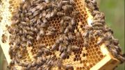 Néonicotinoïdes: les betteraves belges recourent toujours à ces insecticides interdits par l'Europe Néonicotinoïdes: les betteraves belges recourent toujours à ces insecticides interdits par l'Europe