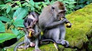 les macaques, hôtes des forêts tropicales les macaques, hôtes des forêts tropicales