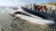 La pollution sonore peut être l'une des causes de l'échouage des baleines... (photo d'illustration) La pollution sonore peut être l'une des causes de l'échouage des baleines... (photo d'illustration)