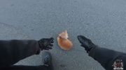 Un motard belge sauve un chaton couché au milieu de la route Un motard belge sauve un chaton couché au milieu de la route