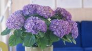 Cinq plantes violettes à offrir pour les fêtes Cinq plantes violettes à offrir pour les fêtes