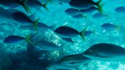 La grande barrière de corail : des milliers de coraux et d'espèces marines réunies dans la plus grande structure vivante de la planète. La grande barrière de corail : des milliers de coraux et d'espèces marines réunies dans la plus grande structure vivante de la planète.