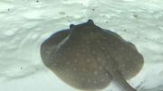 Chaleur et aquariums ne font pas bon ménage Chaleur et aquariums ne font pas bon ménage