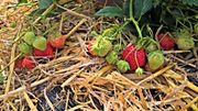À Ittre, on cultive les fraises en pleine terre et sans pesticide. À Ittre, on cultive les fraises en pleine terre et sans pesticide.