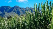 Plus de 700 Belges ont fait le choix de vivre à La Réunion pour son cadre de vie exceptionnel et son climat, à l'ombre des champs de canne à sucre. Plus de 700 Belges ont fait le choix de vivre à La Réunion pour son cadre de vie exceptionnel et son climat, à l'ombre des champs de canne à sucre.