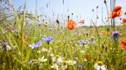 La "Plus belle prairie wallonne" se situe à Beauraing ! La "Plus belle prairie wallonne" se situe à Beauraing !