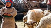 A l'image des vêtements du petit Stenzin, les habitants du Zanskar vivent encore de manière très traditionnelle grâce à l'agriculture et l'élevage. A l'image des vêtements du petit Stenzin, les habitants du Zanskar vivent encore de manière très traditionnelle grâce à l'agriculture et l'élevage.