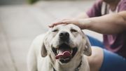 Une personne sur cinq préfèrerait avoir un chien qu'une relation amoureuse Une personne sur cinq préfèrerait avoir un chien qu'une relation amoureuse