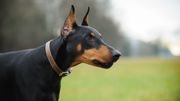 Le doberman est 4ème dans la liste des races de chiens préférées des internautes. Le doberman est 4ème dans la liste des races de chiens préférées des internautes.