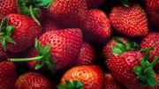 La fraise de Wépion va coûter plus cher La fraise de Wépion va coûter plus cher