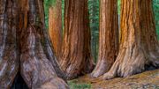 Combien de CO2 peuvent absorber les grands arbres ? La NASA a la réponse ! Combien de CO2 peuvent absorber les grands arbres ? La NASA a la réponse !