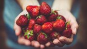 Tout savoir sur le choix et la préparation des fraises Tout savoir sur le choix et la préparation des fraises