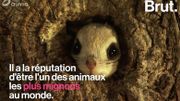 L'écureuil volant du Japon, l'animal réputé comme étant le plus mignon au monde L'écureuil volant du Japon, l'animal réputé comme étant le plus mignon au monde