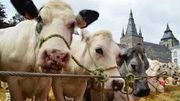 Depuis 70 ans, Soignies s’anime chaque dernier dimanche de juin à l’occasion de la Foire agricole. Depuis 70 ans, Soignies s’anime chaque dernier dimanche de juin à l’occasion de la Foire agricole.