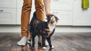 Pourquoi les chats ont-ils l'air hautain ? Pourquoi les chats ont-ils l'air hautain ?