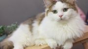 Le munchkin, le chat qui reste chaton durant toute sa vie Le munchkin, le chat qui reste chaton durant toute sa vie