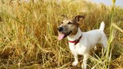 Méfiez-vous des épillets pour la truffe de votre animal Méfiez-vous des épillets pour la truffe de votre animal